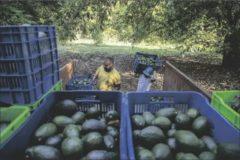  ?? ARMANDO SOLIS VIA AP ?? MEN HARVEST AVOCADOS AT AN ORCHARD in Santa Ana Zirosto, Michoacan state, Mexico, on Jan. 26.