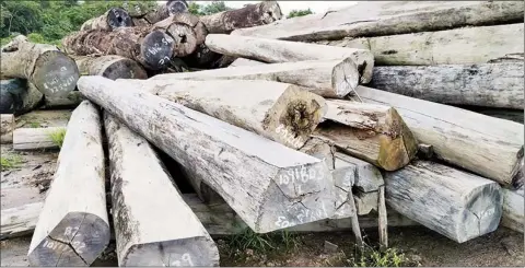  ??  ?? Some ‘squared’ logs at the Baishanlin site at Moblissa.