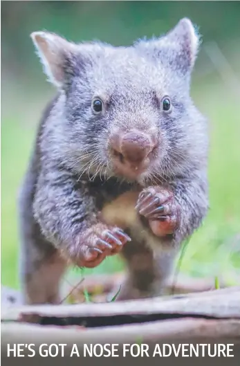  ?? Picture: ALEX COPPEL ?? Wombat Sebago makes the most of his fresh start at Wild Paws Wildlife Shelter.