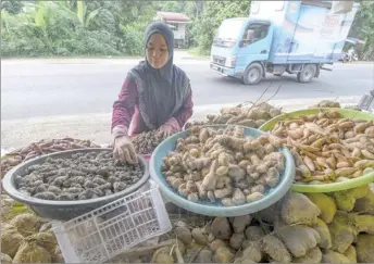  ?? — Bernama photo ?? Yams originated in South Africa from which many cultivars and species, each with its own taste and colour, are derived.