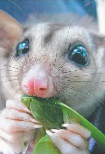  ?? Picture: D DICKSON ?? WORTH PROTECTING: Graziers are being urged to safeguard rare mahogany gliders which have a very beneficial effect on their natural habitat in North Queensland’s Wet Tropics.