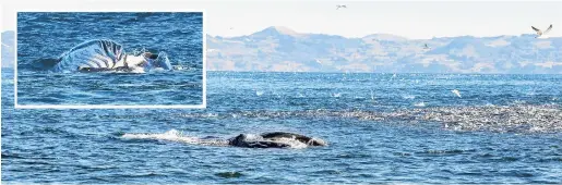  ?? PHOTO: STEPHEN JAQUIERY ?? Feeding frenzy . . . Small fish can be seen ‘‘boiling’’ to the surface (at right) in a bid to escape predators nearby, including below in the inset image humpback whales, about 2km northeast of Taiaroa Head, at the tip of Otago Peninsula.