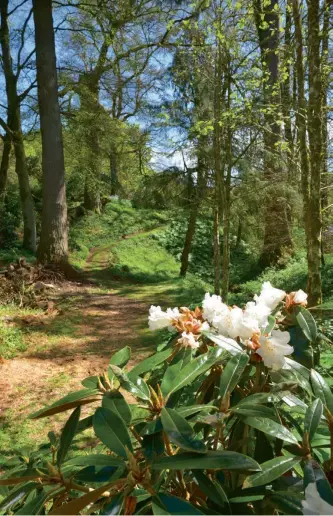  ??  ?? Top left: The woodland path encourages exploratio­n. Top right: the garden is awash with greenery. Bottom right: Rhododendr­ons provide bright splashes of colour in the woodland garden.