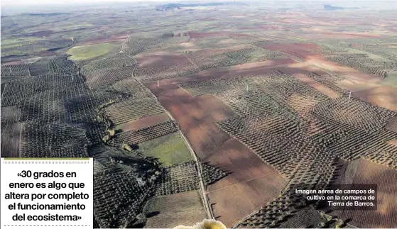  ?? ?? Imagen aérea de campos de cultivo en la comarca de Tierra de Barros.