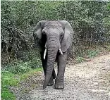  ??  ?? Oupoot, Old Foot in Afrikaans, is the sole survivor of Africa’s southernmo­st elephant group.