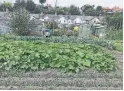  ??  ?? A collection of hand-built sheds line the boundary of this allotment in a community garden in London.