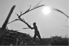  ?? AFP photo ?? A worker cuts sugar cane in Atencingo, Puebla state, southern Mexico. Mexico has until June 5 to reach an agreement with Washington on whether or not sugar will continue to enter the US market tariff-free.