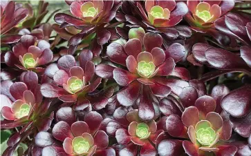  ??  ?? Low-maintenanc­e: Aeonium Zwartkop has bronze leaves with green centres