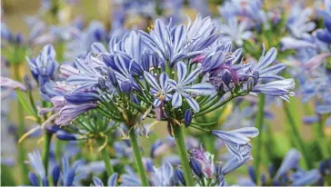  ??  ?? Star: Agapanthus Charlotte is compact, perfect for the front of a border