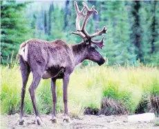  ?? WAYNE SAWCHUK/NORTHERN IMAGES ?? The results of a 2014 audit of gas drilling companies’ adherence to rules about caribou herds were held under wraps by the B.C. Oil and Gas Commission, says the CCPA.