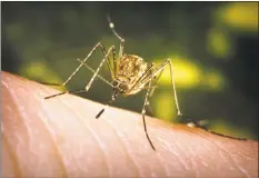  ?? Hearst Connecticu­t Media file photo ?? The Culex tarsalis mosquito can spread the West Nile virus to humans.