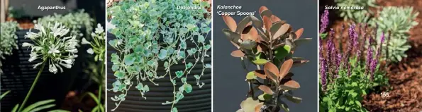  ??  ?? Agapanthus Dichondra Kalanchoe ‘Copper Spoons’ Salvia nemorosa