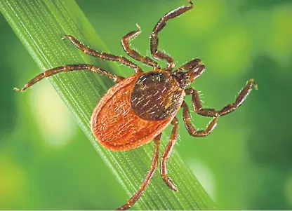  ?? Picture: Getty. ?? Lyme disease, a bacterial infection, is spread to humans via bites from infected ticks.