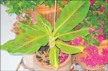  ?? Bob Morris ?? Cavendish banana plants can get 8 to 10 feet tall and 4 feet wide.
