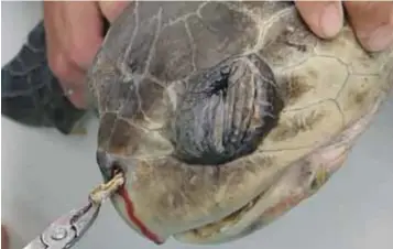  ?? |REPRODUCCI­ÓN ?? Un video de 2015 que muestra a oceanógraf­os sacando un popote de la nariz sangrante de una tortuga, en Costa Rica, la cual se hizo viral.