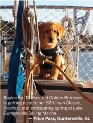  ??  ?? Baylee the 11-week-old Golden Retriever is getting used to our 32ft Irwin Classic,
and anticipati­ng spring at Lake Guntersvil­le Sailing Marina.
— Price Pass, Guntersvil­le, AL