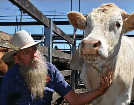  ?? PHOTO: CASSANDRA GLOVER ?? CATTLE SALE: Mervyn Polzin from Meringanda­n with his steer, Boxer, who is as quiet as a mouse. Boxer and his best mate Benny sold for 276.2c/kg.