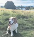  ?? ?? Barge Beagle takes in the view.