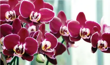  ?? ?? Prolific: Moth orchids such as Phalaenops­is elegant debora offer long-lasting colour