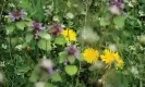  ?? Photograph: Linda Nylind/The Guardian ?? ‘Weeds protect, build and feed our soil system as they grow.’