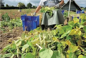  ?? | PHOTO : ARCHIVES OUEST-FRANCE ?? La récolte du coco de Paimpol.