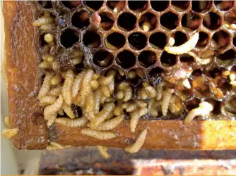  ?? ?? Les larves du petit coléoptère de la ruche peuvent entraîner des pertes de production de miel pour les apiculteur­s.