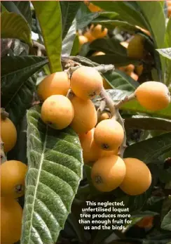  ??  ?? This neglected, unfertilis­ed loquat tree produces more than enough fruit for
us and the birds.