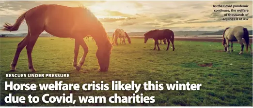  ??  ?? As the Covid pandemic continues, the welfare of thousands of equines is at risk
