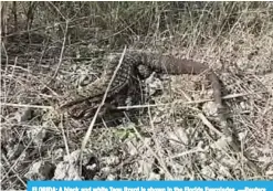  ?? —Reuters ?? FLORIDA: A black and white Tegu lizard is shown in the Florida Everglades.