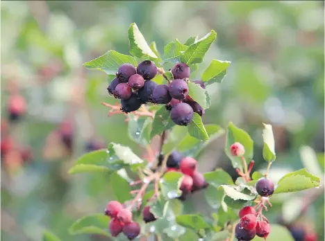  ?? JASON KRYK ?? The Cree word for the Saskatoon berry, misaskwato­mina, has been put on a list of names to be applied to city streets, parks and other infrastruc­ture, as the City of Saskatoon follows through on its plans to have more aboriginal names on infrastruc­ture.