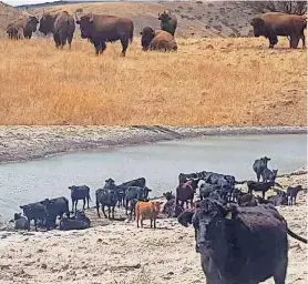  ??  ?? Cabezas de ganado en los ranchos de César Duarte en el estado