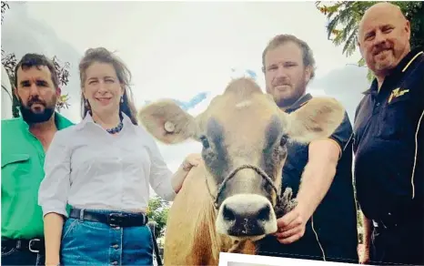  ?? PHOTOS: CONTRIBUTE­D ?? CITY COW: Damien Tessmann, Susan McDonald, Craig Brook and Brad Teese with Dianne the jersey cow outside Aldi in Kenmore.