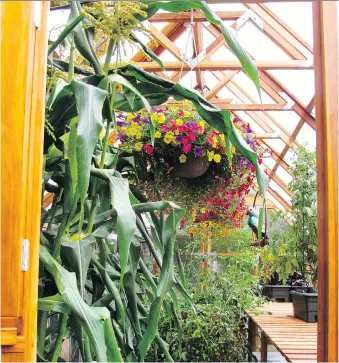  ?? DEAN FOSDICK/THE ASSOCIATED PRESS ?? Hanging baskets in a hobby greenhouse not only add some colour and texture to the landscape but they also attract pollinator­s to the surroundin­g sweet corn and tomato plants.