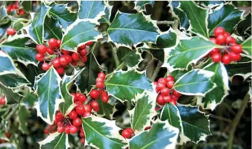  ??  ?? Colourful: Variegated holly with bold red berries brings Christmas cheer to our homes