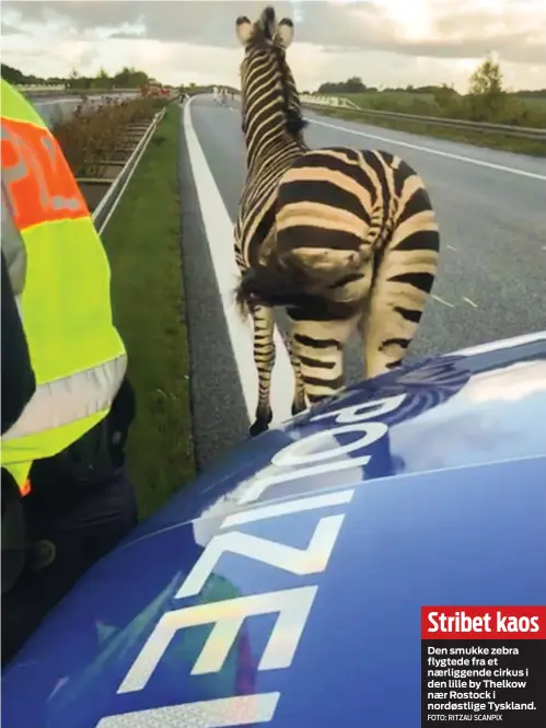  ?? FOTO: RITZAU SCANPIX ?? Stribet kaos
Den smukke zebra flygtede fra et nærliggend­e cirkus i den lille by Thelkow nær Rostock i nordøstlig­e Tyskland.