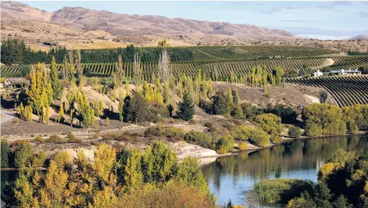  ?? PHOTO: VIV MILSOM. ?? Challenges . . . Some of the country’s smaller wineries could face challenges in distributi­on deals, and potential buyouts from larger estates. Pictured, a vineyard in Bannockbur­n, Central Otago.
