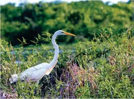  ?? FOTO CORANTIOQU­IA ?? Una garza acecha en la Ciénaga del Sapo Hoyo Grande, área protegida ubicada entre Caucasia y Nechí.