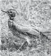  ?? JUDITH GUSTAFSSON ?? A recently fledged juvenile American Robin has many spots on its breast.