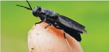  ??  ?? “We don’t need arable land to grow our insects,” says Enterra spokeswoma­n Victoria Leung. “We can grow them in a warehouse facility”