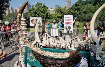  ??  ?? Carved ivory is pictured before being placed into a crusher in Central Park in New York City. — Reuters photo