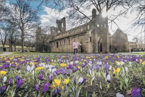  ?? PICTURES: JAMES HARDISTY. ?? PERFUMED PETALS: Clara Walker, five, of Garforth, Leeds, carefully walking through the crocuses in the grounds in Kirkstall Abbey, Leeds.