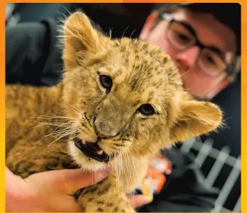 Des Animaux Exotiques A Brossard Pressreader