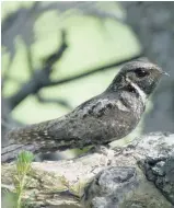  ??  ?? La municipali­té de Saint-Cuthbert invoque la protection d’une espèce en péril, l’engouleven­t bois-pourri, pour refuser le projet d’aérodrome sur son territoire.