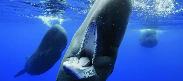  ?? NATIONAL GEOGRAPHIC ?? En la imagen cachalotes, nómadas que nos enseñan sus dientes en las Azores