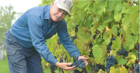  ??  ?? Adam Hudson de la Richibucto River Wine Estates, lors de jours meilleurs, avec sa récolte de 2017. – Archives