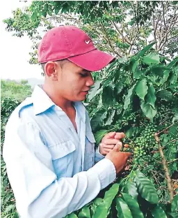  ??  ?? RUBRO. Fernando Montoya supervisa los cultivos de café de su familia en Olancho.