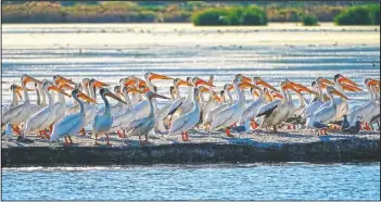  ??  ?? Pelicans gather on an island on Farmington Bay near the Great Salt Lake in Farmington, Utah.