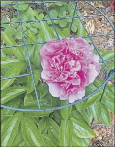  ?? CONTRIBUTE­D BY WALTER REEVES ?? In most years, this peony hoop would be full of leaves and flowers.