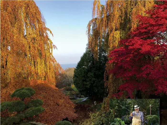  ?? Bild: Eva-marie Furevi ?? Höst i japanska trädgården på Norrvikens trädgårdar.