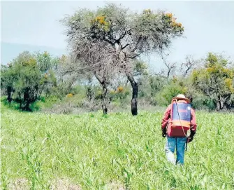  ?? ?? Subió la tonelada un 120 por ciento en tan sólo un mes./